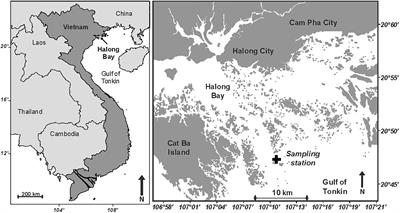 Biogeochemical Impacts of a Black Carbon Wet Deposition Event in Halong Bay, Vietnam